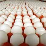 قیمت واقعی تخم‌مرغ اعلام شد/ مرادی: تخم‌مرغ را ۴۰ هزار تومان ارزان‌تر از بهای تمام شده می‌فروشیم