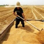 واریز ۱۰ هزار و ۴۶۶ میلیارد تومان از مطالبات گندمکاران زنجانی
