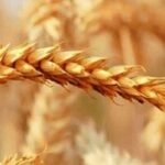گندم را یکجا تحویل دادند، پول را قطره‌چکانی گرفتند؛ صدای گندمکاران درآمد / کشاورز: پول گندم ۳ ماه خوابیده، جریمه وام را گرفتید!