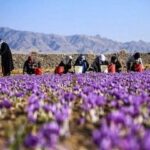 آذربایجان شرقی قطب جدید تولید زعفران در کشور/ پیش‌بینی تولید ۳.۲ تن در سال جاری