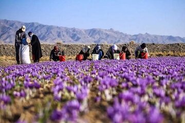 آذربایجان شرقی قطب جدید تولید زعفران در کشور/ پیشبینی تولید ۳.۲ تن در سال جاری
