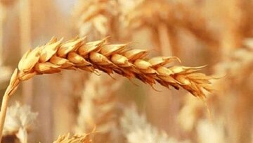 اختلاف ۱۰ هزار تومانی بر سر نرخ گندم/ فلسفی: وزارت جهادکشاورزی نرخ ۷۷ هزار تومان و گندمکاران نرخ ۸۷ هزار تومان را پیشنهاد دادهاند