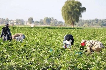 ایجاد بیش از هزار فرصت شغلی جدید در بخش کشاورزی قزوین