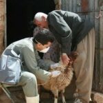 بیش از ۵۲۷هزار رأس دام در قزوین واکسینه شدند