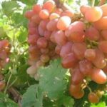 تعاون روستایی خراسان‌شمالی برای خرید انگور کلاهداری وارد عمل شد