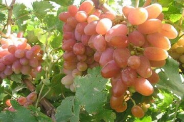 تعاون روستایی خراسان‌شمالی برای خرید انگور کلاهداری وارد عمل شد