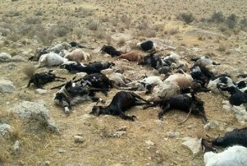 تلف شدن ۲۴۰ راس دام عشایر در سیلاب تله‌زنگ دزفول؛ هشدار درباره خطر پنهان مسیل‌ها در مسیر کوچ