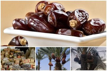 خرمای ارم در مسیر جهانی‌شدن؛لزوم عبور از خام‌فروشی و رونق صنایع تبدیلی