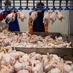 خرید حمایتی ۱۵۳۸ تنی مرغ منجمد در فارس
