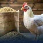 دبیر انجمن کشتارگاهها و صنایع بستهبندی طیور: کاهش تقاضا باعث کاهش قیمت مرغ به ۳۴۰ هزار تومان در روزهای اخیر شد