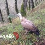 رئیس اداره حفاظت محیط زیست شهرستان ماسال:رهاسازی موفق یک کرکس در زیستگاه جنگلی شاندرمن ماسال