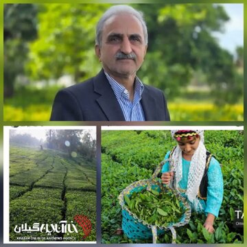 رئیس سازمان چای کشور:۵ هزار تن چای راهی بازارهای خارجی شد