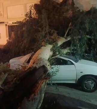 سقوط درخت روی سه دستگاه خودرو در بندرعباس