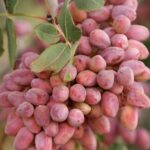 صادرات ۱۰۱ تن پسته خراسان شمالی به پاکستان