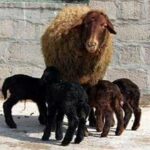 مشارکت ۱۷۰ روستای زنجان در طرح اصلاح نژاد گوسفند افشاری