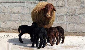 مشارکت ۱۷۰ روستای زنجان در طرح اصلاح نژاد گوسفند افشاری