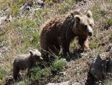 پایش مستمر زیستگاههای خرس قهوه ای توسط مامورین یگان حفاظت محیط زیست اردبیل