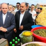 پیش‌بینی وزیر کشاورزی از تولید بیش از ۱۵۰هزار تن زیتون در کشور
