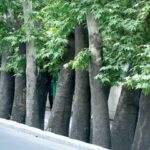 چنارهای کهنسال شیراز زیر سایه کم‌آبی/شهرداری:برای حل مشکل درختان از متخصص‌ها کمک گرفتیم 