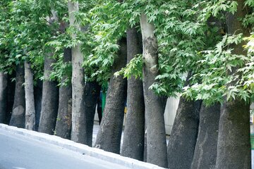 چنارهای کهنسال شیراز زیر سایه کمآبی/شهرداری:برای حل مشکل درختان از متخصصها کمک گرفتیم