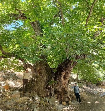 کهنترین درخت گردوی ایران در کهمان الشتر ثبت ملی شد
