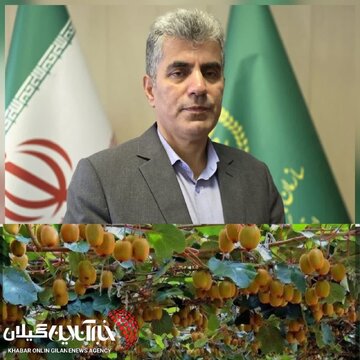 کیوی گیلان زیر ذرهبین صادرات؛ ۷۰ شناسنامه صادر شد!